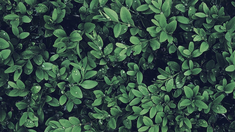 Leaves