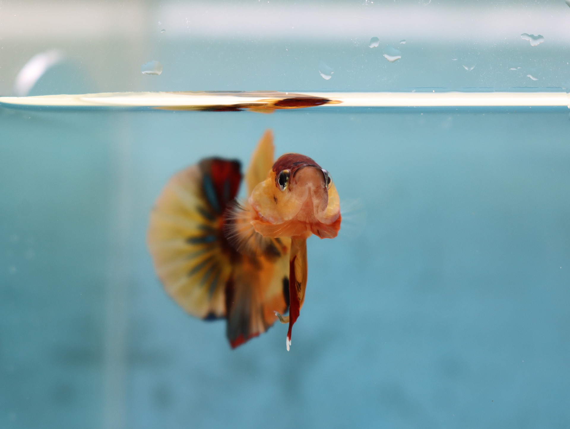 nemo-koi-hmpk-betta-g2ae49c633_1920
